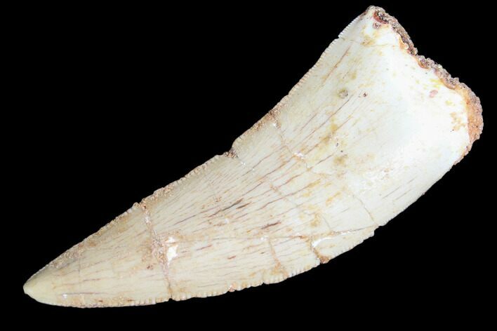 Juvenile Carcharodontosaurus Tooth #84379
